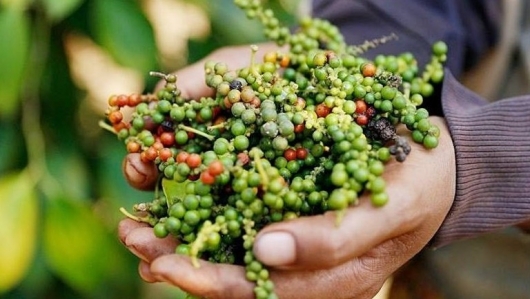 Giá hồ tiêu 19/11: Vượt mốc 146.000 đồng/kg, thị trường nội địa đón tin vui từ Mỹ