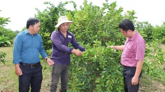 Chanh Việt "thoát hiểm" bài toán đầu ra nhờ chế biến sâu và liên kết khoa học – công nghệ