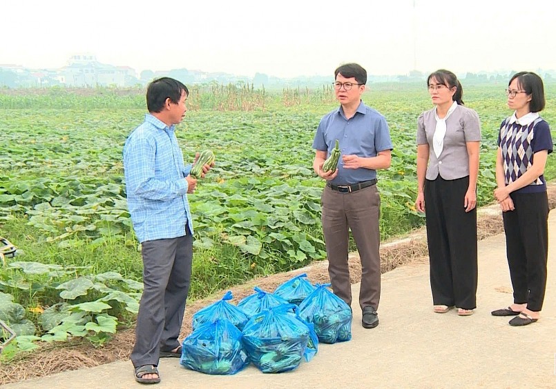 Nhận thấy hiệu quả kinh tế bền vững mà cây bí đỏ mang lại, những năm gần đây, nông dân ở nhiều địa phương đã chủ động mở rộng diện tích trồng, tận dụng tối đa quỹ đất để thâm canh. Ảnh: Báo Phú Thọ