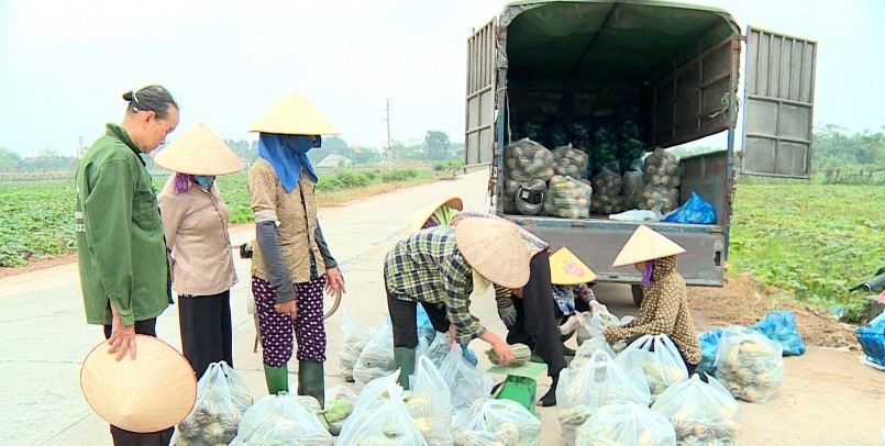 Nhờ đặc tính dễ trồng, dễ chăm sóc, ít sâu bệnh và phù hợp với nhiều loại đất, bí đỏ nhanh chóng trở thành cây hàng hóa chủ lực. 
