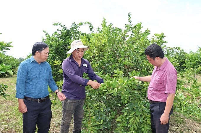 Vườn chanh không hạt 1,3 ha của gia đình ông Lâm Văn Quốc tại ấp Sóc, xã Tân An (Vĩnh Long). Vườn chanh không hạt 1,3 ha của gia đình ông Lâm Văn Quốc tại ấp Sóc, xã Tân An (Vĩnh Long).