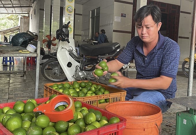 Ông Phan Đức Tài, Giám đốc Hợp tác xã Thành Chí, xã Tân An, tỉnh Vĩnh Long, phân loại chanh không hạt. Ông Phan Đức Tài, Giám đốc Hợp tác xã Thành Chí, xã Tân An, tỉnh Vĩnh Long, phân loại chanh không hạt.