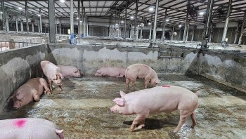 Giá heo hơi tiếp tục xu hướng tăng ở cả ba miền