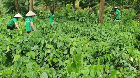Lạng Sơn nâng tầm cây bồ khai: Từ rau rừng thành sản phẩm OCOP 4 sao
