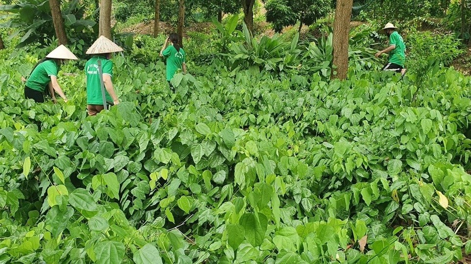 Lạng Sơn nâng tầm cây bồ khai: Từ rau rừng thành sản phẩm OCOP 4 sao