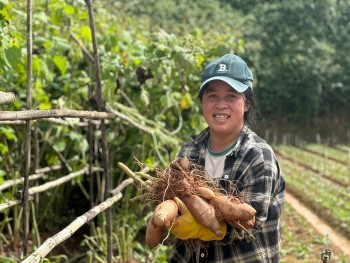 Hành trình 7 năm xây dựng thương hiệu khoai sâm Đà Lạt