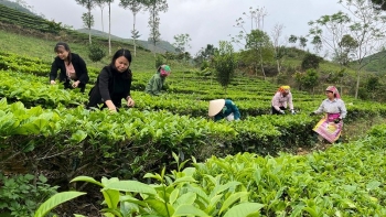 Xuất khẩu chè giảm lượng nhưng tăng giá trị nhờ chuyển dịch sang thị trường chất lượng cao