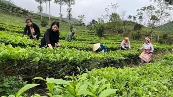 Xuất khẩu chè giảm lượng nhưng tăng giá trị nhờ chuyển dịch sang thị trường chất lượng cao