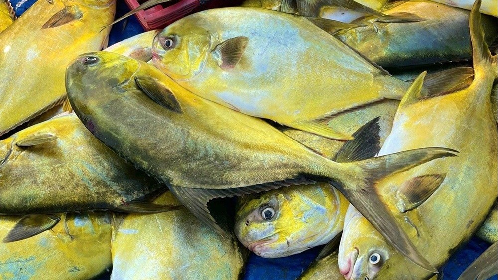 Loại cá đứng đầu "tứ quý ngư" bổ hơn cá hồi, giá 300.000 đồng vẫn đắt khách