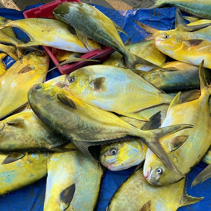 Loại cá đứng đầu Loại cá đứng đầu