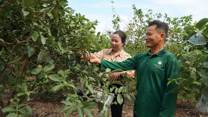 Mô hình trồng ổi ruột hồng của ông Bé trở thành tấm gương cho bà con nông dân các vùng lân cận học tập.