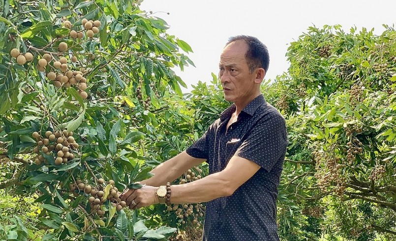 Vùng trồng nhãn theo tiêu chuẩn VietGAP của HTX Nhãn lồng Phương Thượng, xã Tân Hưng.