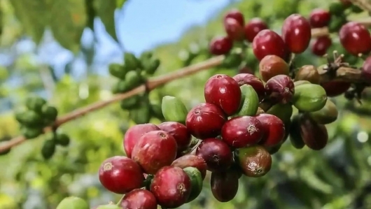 Dự báo giá cà phê tuần này: Yếu tố tiền tệ sẽ "làm chủ" thị trường, đà tăng đối diện nhiều thách thức