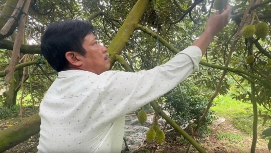 Từ đam mê "cây tỷ đô" đến thu nhập hàng tỷ: Hành trình của nông dân xứ cù lao