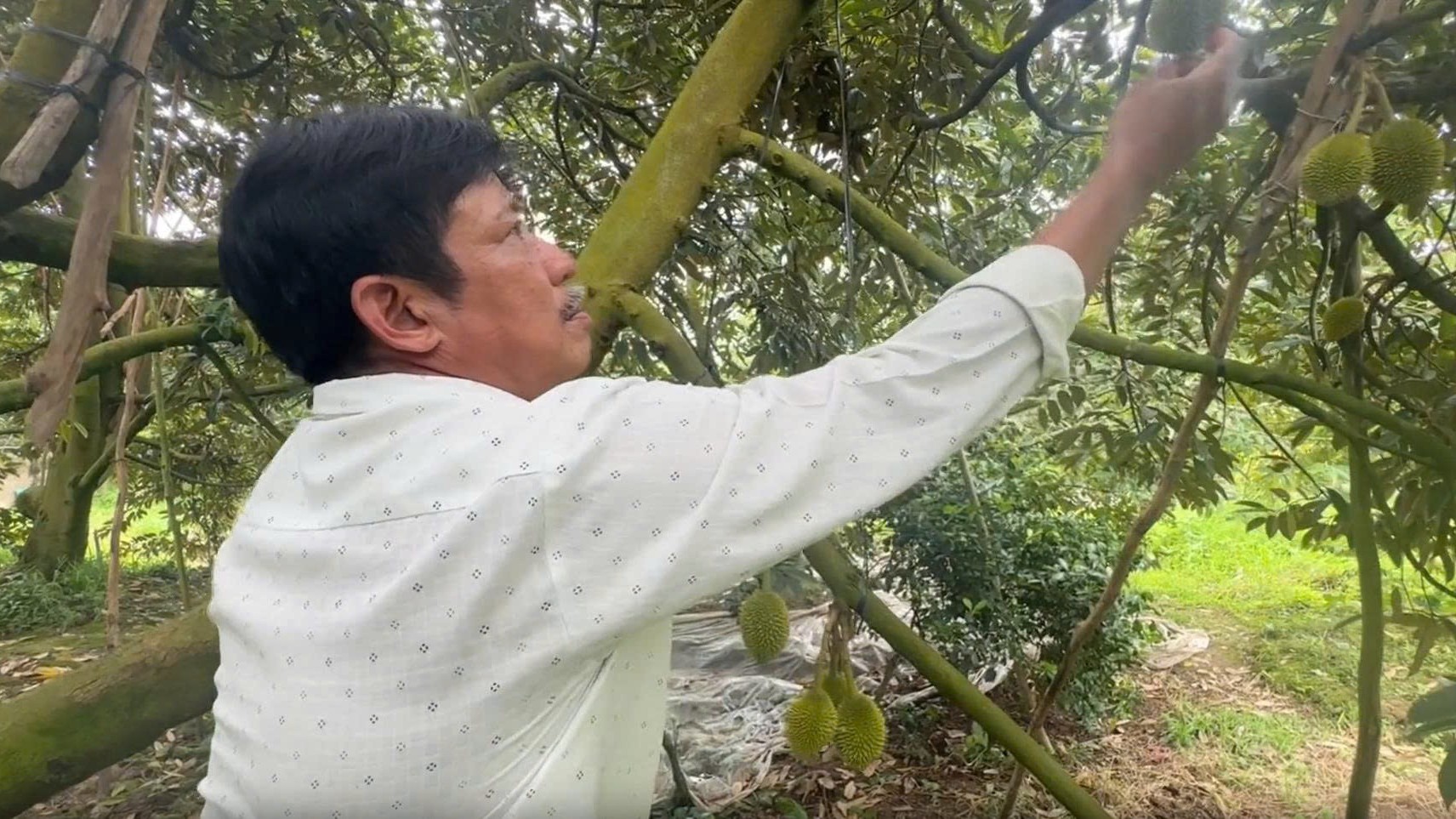 Từ đam mê "cây tỷ đô" đến thu nhập hàng tỷ: Hành trình của nông dân xứ cù lao