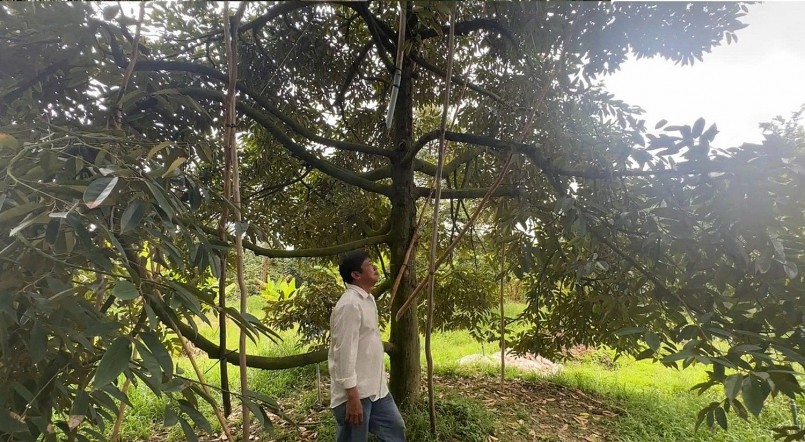 Anh Hiệp có niềm đam mê với cây sầu riêng. Anh thành công nhờ làm sầu riêng ra trái nghịch vụ.