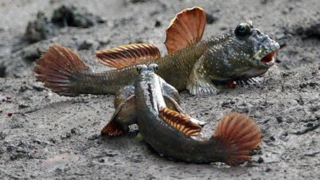 Loại cá “kỳ dị” trở thành đặc sản Cà Mau, phơi khô bán 500.000 đồng/kg vẫn cháy hàng