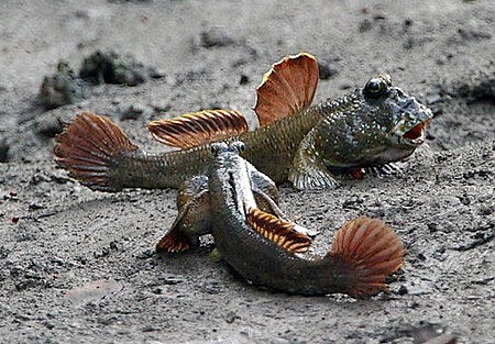 Loại cá “kỳ dị” trở thành đặc sản Cà Mau, phơi khô bán 500.000 đồng/kg vẫn cháy hàng