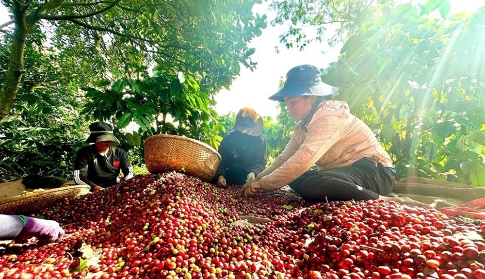Giá cà phê ngày 25/11: Nội địa giảm nhiệt, hai sàn quốc tế trái chiều Giá cà phê ngày 25/11: Nội địa giảm nhiệt, hai sàn quốc tế trái chiều