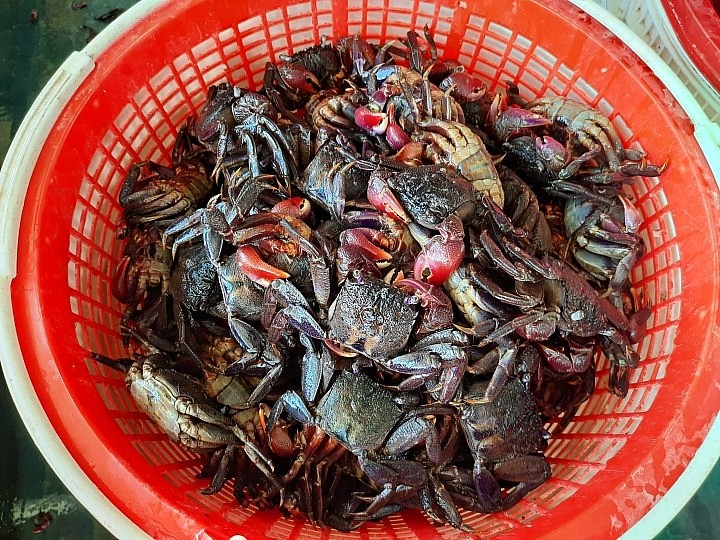 Về miền Tây thưởng thức loài vật giống cua đồng: Làm mắm đậm đà, ăn một lần là ghiền