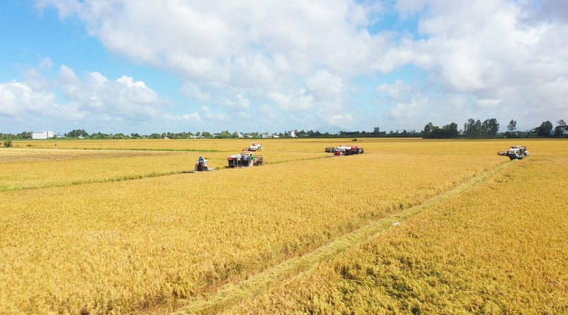 Gạo Việt phát thải thấp: Làm sao đo chuẩn, chứng nhận đúng?