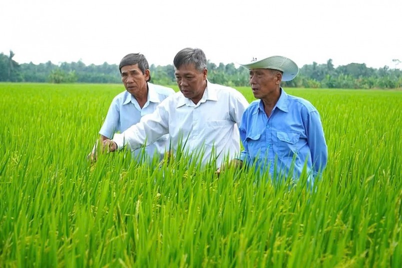 Gạo Việt phát thải thấp: Làm sao đo chuẩn, chứng nhận đúng?