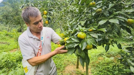 Từ thứ quả bé xíu đến mô hình làm giàu bền vững miền núi