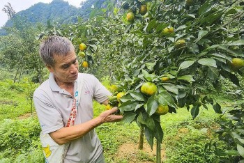 Từ thứ quả bé xíu đến mô hình làm giàu bền vững miền núi