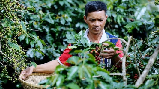 Nông dân Lâm Đồng trồng loại cà phê gì mà bán tới 300.000 đồng/kg, đạt chuẩn OCOP 3 sao?