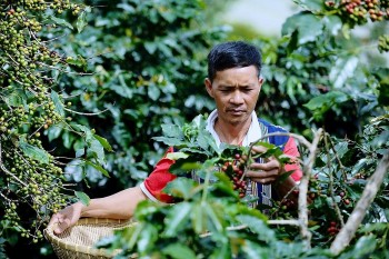 Nông dân Lâm Đồng trồng loại cà phê gì mà bán tới 300.000 đồng/kg, đạt chuẩn OCOP 3 sao?