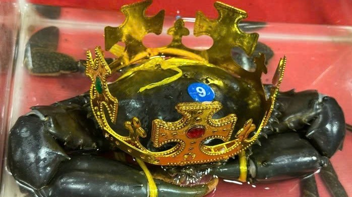 Loại cua vừa đăng quang "vua cua" Cà Mau đắt đỏ cỡ nào?