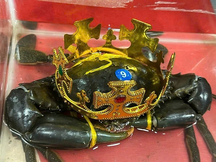 Loại cua vừa đăng quang 'vua cua' Cà Mau đắt đỏ cỡ nào?