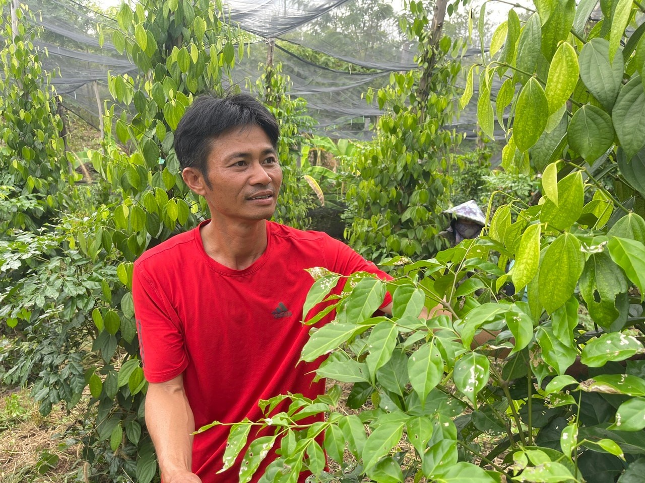 Theo ông Phạm Văn Thành ở xã Đắk Wil, tăng tỷ lệ phân chuồng, vườn tiêu giữ được độ ẩm, cây phát triển vượt trội so với cách trồng truyền thống