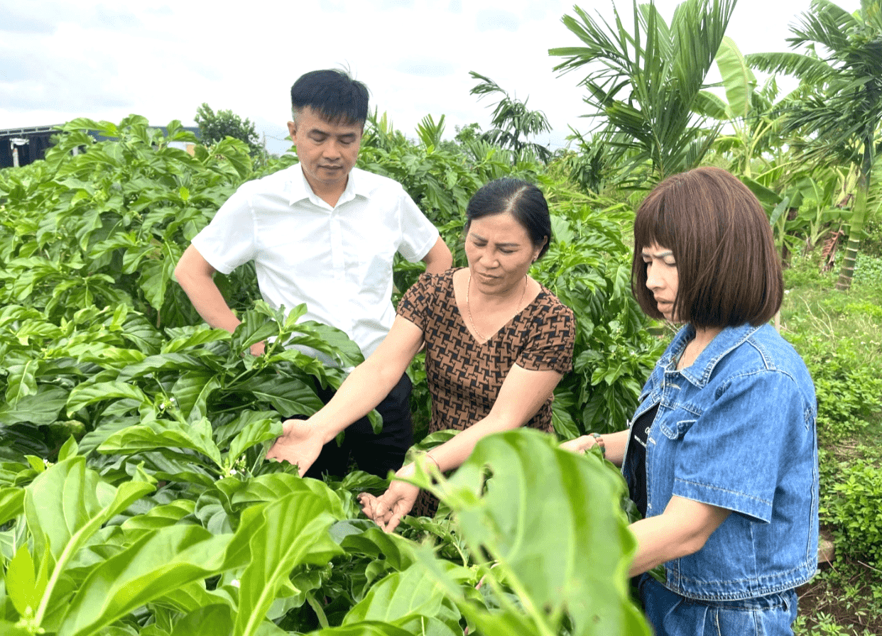 Nhiều tiềm năng phát triển kinh tế từ các sản phẩm quả nhàu ở xứ Kinh Bắc