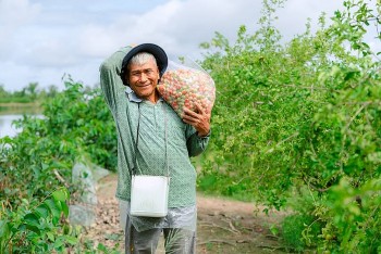 Mô hình trồng sơ ri mở hướng làm giàu bền vững
