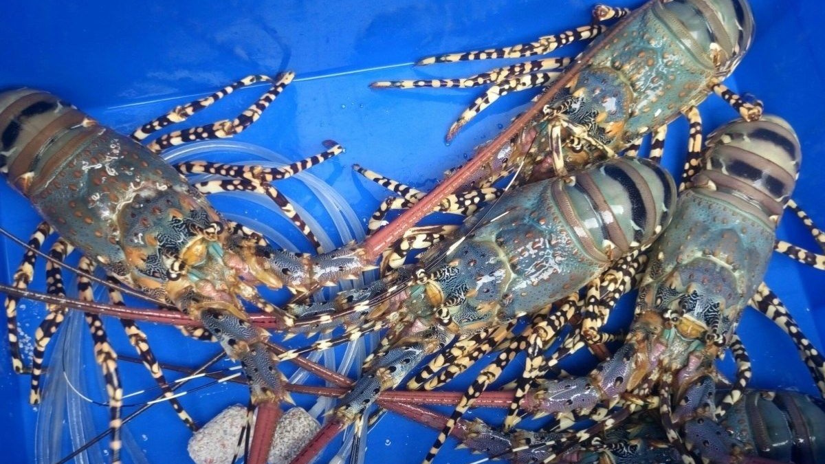 Tôm hùm Việt Nam viết nên lịch sử mới, lập kỷ lục xuất khẩu 712 triệu USD