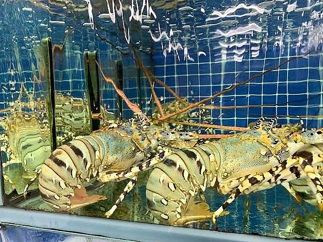 Tôm hùm Việt Nam viết nên lịch sử mới, lập kỷ lục xuất khẩu 712 triệu USD Tôm hùm Việt Nam viết nên lịch sử mới, lập kỷ lục xuất khẩu 712 triệu USD