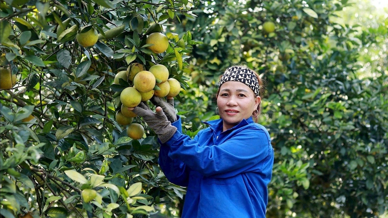 Trồng cam hữu cơ, hướng phát triển bền vững của nông dân Hà Tĩnh
