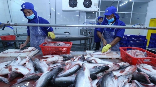 EU thiếu hụt cá thịt trắng: Cơ hội "vàng" cho cá tra Việt Nam