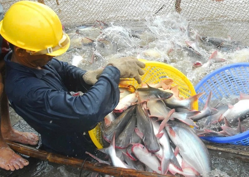 EU thiếu hụt cá thịt trắng: Cơ hội "vàng" cho cá tra Việt Nam