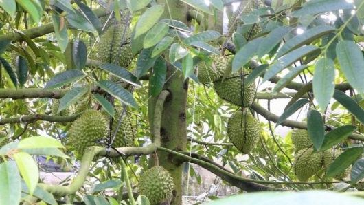 Đồng Tháp chuẩn hóa "tấm hộ chiếu" vùng trồng: Chiến lược nâng tầm thương hiệu sầu riêng tỷ đô