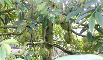 Đồng Tháp chuẩn hóa 