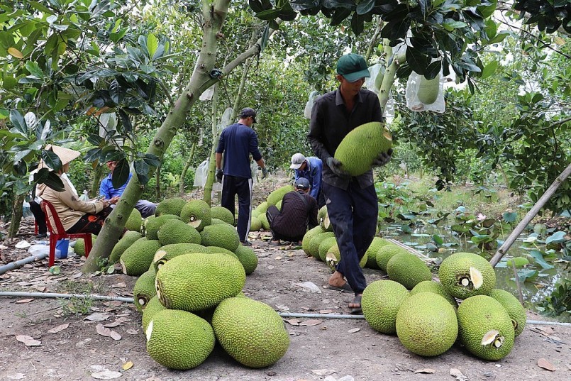 Việc mít tươi ký Nghị định thư xuất khẩu chính ngạch sang Trung Quốc giúp người trồng mít có đầu ra ổn định hơn.
