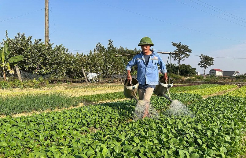 Thời tiết những ngày này nắng ấm trở lại giúp cây rau phát triển thuận lợi hơn.