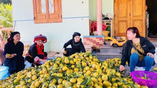 Thương hiệu quýt Bạch Thông khẳng định vị thế vùng cây đặc sản