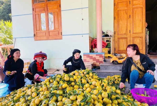 Thương hiệu quýt Bạch Thông khẳng định vị thế vùng cây đặc sản