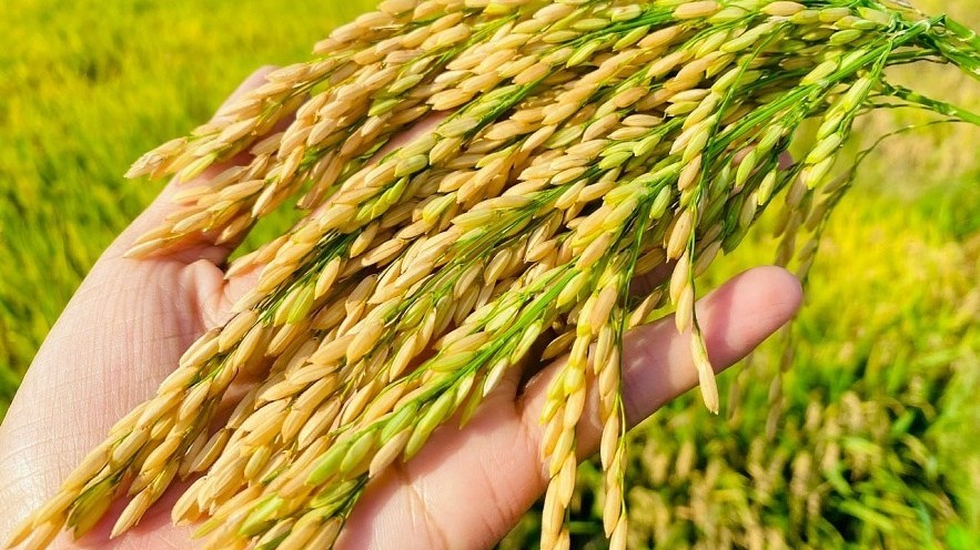 Xây dựng vùng nguyên liệu chuẩn – nền tảng nâng tầm thương hiệu gạo Việt