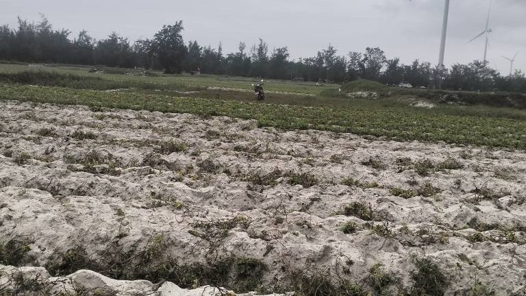 Hành trình biến vùng cát trắng Quảng Trị thành vựa khoai deo tiền tỷ