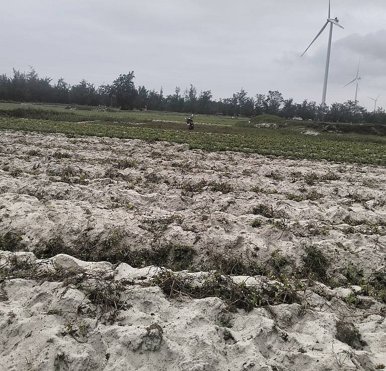 Vùng trồng nguyên liệu khoai lang mở rộng trên vùng cát trắng.