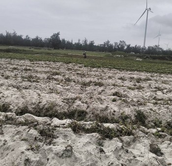 Hành trình biến vùng cát trắng Quảng Trị thành vựa khoai deo tiền tỷ